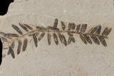 Dawn Redwood (Metasequoia) Fossils - Montana #165173-2